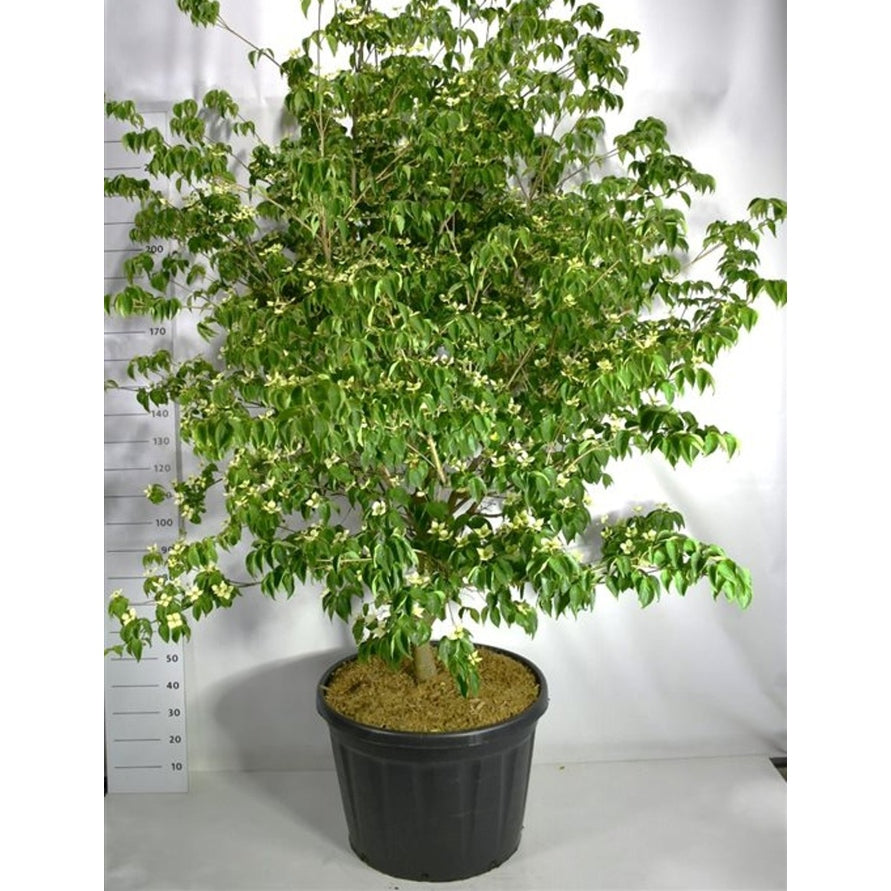 Japansk blomsterkornell – Cornus kousa 'Sternenhimmel' - C180 200-225 cm. Sol